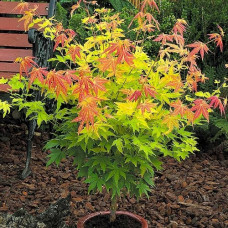 Клен пальмовий Acer Palmatum Orange Dream (C3)