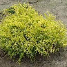 Кипарис Японський Chamaecyparis pisifera Golden Mop (C2)