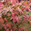 Клен пальмовий Acer Palmatum Phoenix (C3)