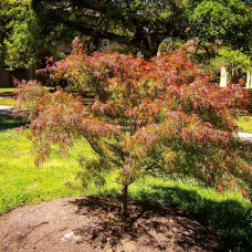 Клен пальмовий Acer Palmatum Villa Taranto (C15)