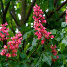 Каштан червоний Aesculus x carnea brioti (С5)