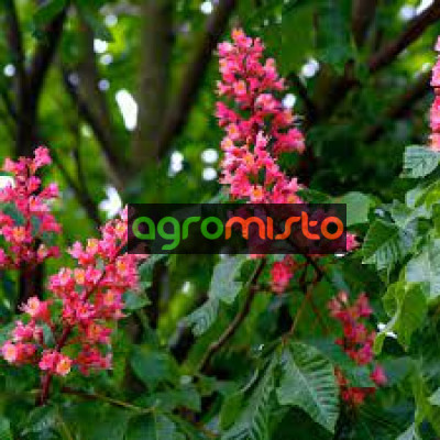 Каштан червоний Aesculus x carnea brioti (С5)