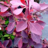 Барбарис Оттавський Berberis Ottawensisi Auricoma (C2)