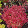 Барбарис Тунберга Berberis Thunbergii Fireball (C2)