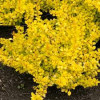 Барбарис Тунберга Berberis Thunbergii Golden Horizon (C2)