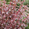 Барбарис Тунберга Berberis Thunbergii Harlequin (C2)