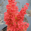 Барбарис Тунберга Berberis Thunbergii Orange Ice (C2)