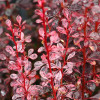 Барбарис Тунберга Berberis Thunbergi Rosy Rocket (C2)