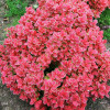 Барбарис Тунберга Berberis Thunbergi Ruby Star (C2)
