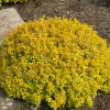 Барбарис Тунберга Berberis Thunbergi Tiny Gold (C2)
