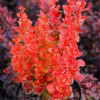 Барбарис Тунберга Berberis Thunbergi Vulcano (C2)
