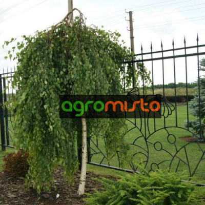 Береза щеплена Betula Pendula Youngii штамбова (C5)
