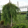 Береза щеплена Betula Pendula Youngii штамбова (C7.5)