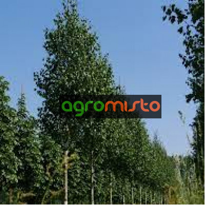 Береза щеплена Betula utilis Doorenbos (C5)