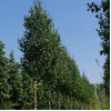 Береза Betula utilis Doorenbos (C40)