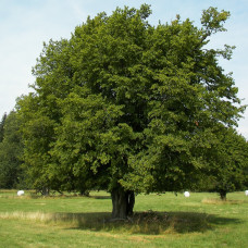 Граб Carpinus betulus (C3)