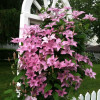 рожевий Clematis Hagley hybride (С2)