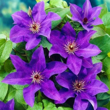 Фіолетовий Clematis The President (С2)
