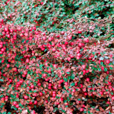 Кизильник Cotoneaster Dammeri Eichholz (С1.5)
