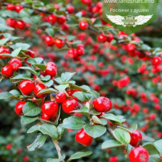 Кизильник Cotoneaster x suecicus Coral Beauty (С1.5)