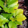 Бук Fagus sylvatica Dawyck Gold (С12)
