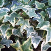 Плющ зелено білий Hedera Helix Glacier (С1