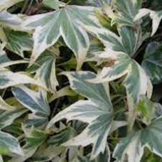 Плющ зелено білий Hedera Helix White ripple (С1