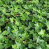 Плющ Ірландський Hedera Helix Hibernica (С1