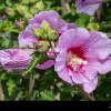 Гібіскус рожевий Hibiscus syriacus Maike (C2)