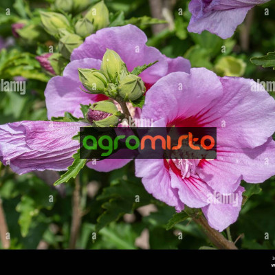 Гібіскус рожевий Hibiscus syriacus Maike (C2)