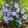 Гібіскус голубий Hibiscus syriacus Marina (C3)