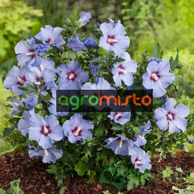 Гібіскус голубий Hibiscus syriacus Marina (C3)