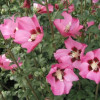 Гібіскус рожевий Hibiscus syriacus Pink Giant (C2)