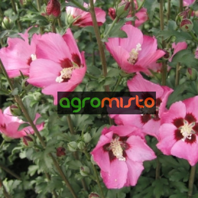 Гібіскус рожевий Hibiscus syriacus Pink Giant (C2)