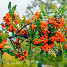 Обліпиха звичайна Hippophae rhamnoides (С2)