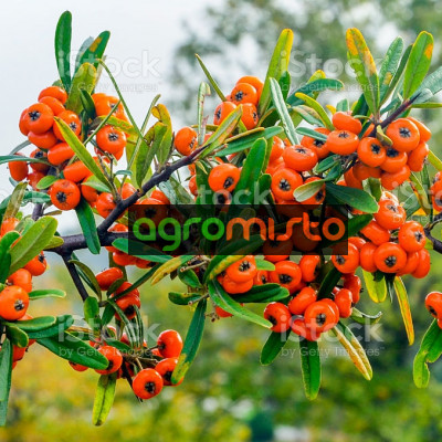 Обліпиха звичайна Hippophae rhamnoides (С2)