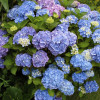 Гортензія mix Hydrangea macrophylla (С2)