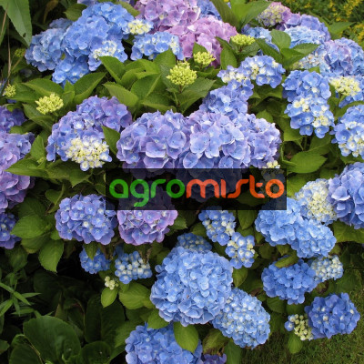 Гортензія mix Hydrangea macrophylla (С2)