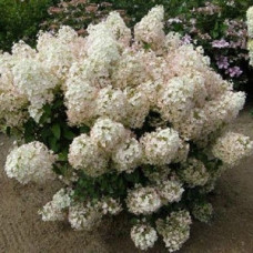 Гортензія біло рожева Hydrangea paniculata Bobo (С2)