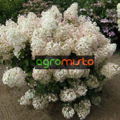 Гортензія біло рожева Hydrangea paniculata Bobo (С2)