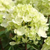 Гортензія біла Hydrangea paniculata Bombshell (С1