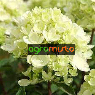 Гортензія біла Hydrangea paniculata Bombshell (С1