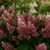 Гортензія біло рожева Hydrangea paniculata CandleLight (С3)