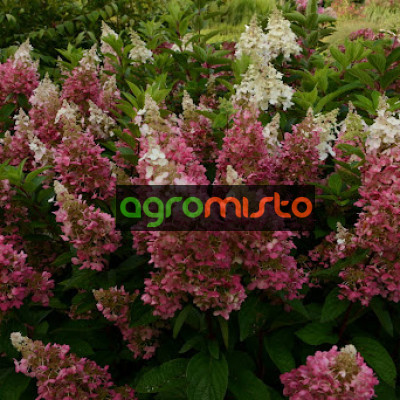 Гортензія біло рожева Hydrangea paniculata CandleLight (С3)