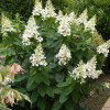 Гортензія біла Hydrangea paniculata Kyushu (С3)