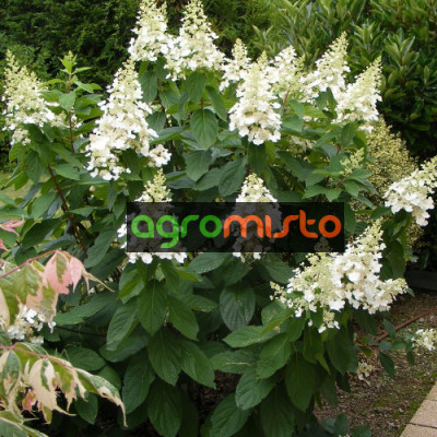 Гортензія біла Hydrangea paniculata Kyushu (С3)
