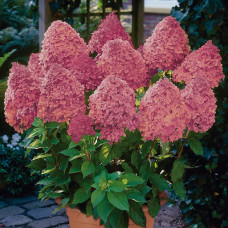 Гортензія біло рожева Hydrangea paniculata Magical Fire (С1