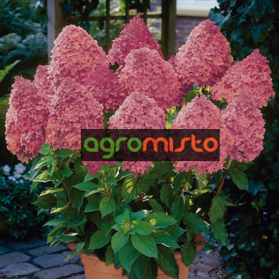 Гортензія біло рожева Hydrangea paniculata Magical Fire (С1