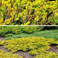 Ялівець звичайний Juniperus communis Hibernica (C3)