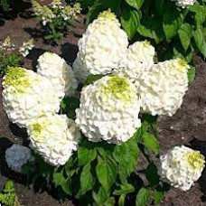 Гортензія біла Hydrangea paniculata Mont Blanc (С1